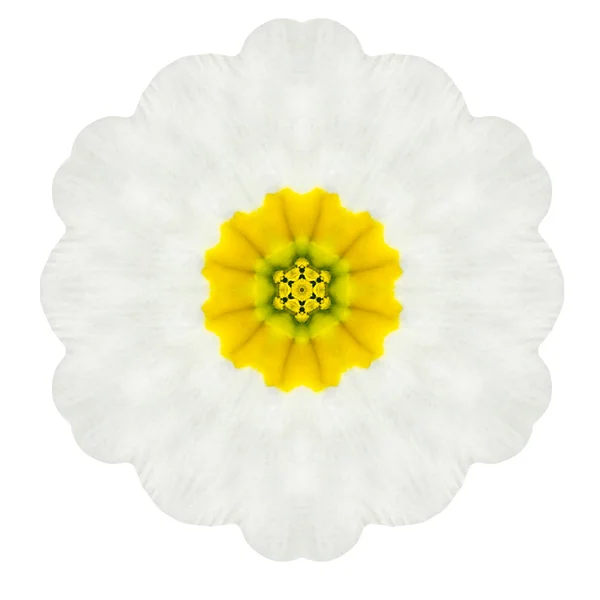 Vit koncentriska primrose mandala blomma isolerade på slätten — Stockfoto