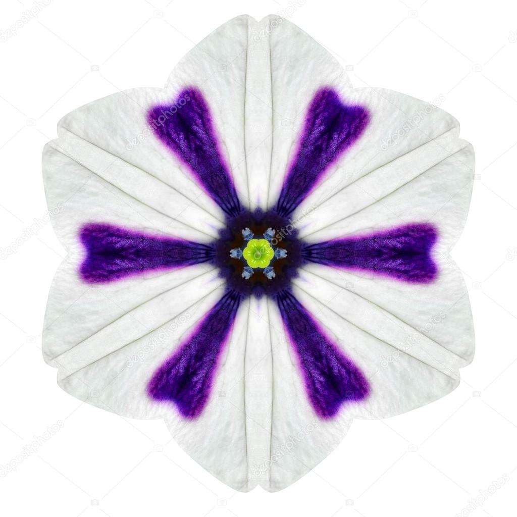 White Concentric Morning Glory Mandala Flower Isolated on Plain