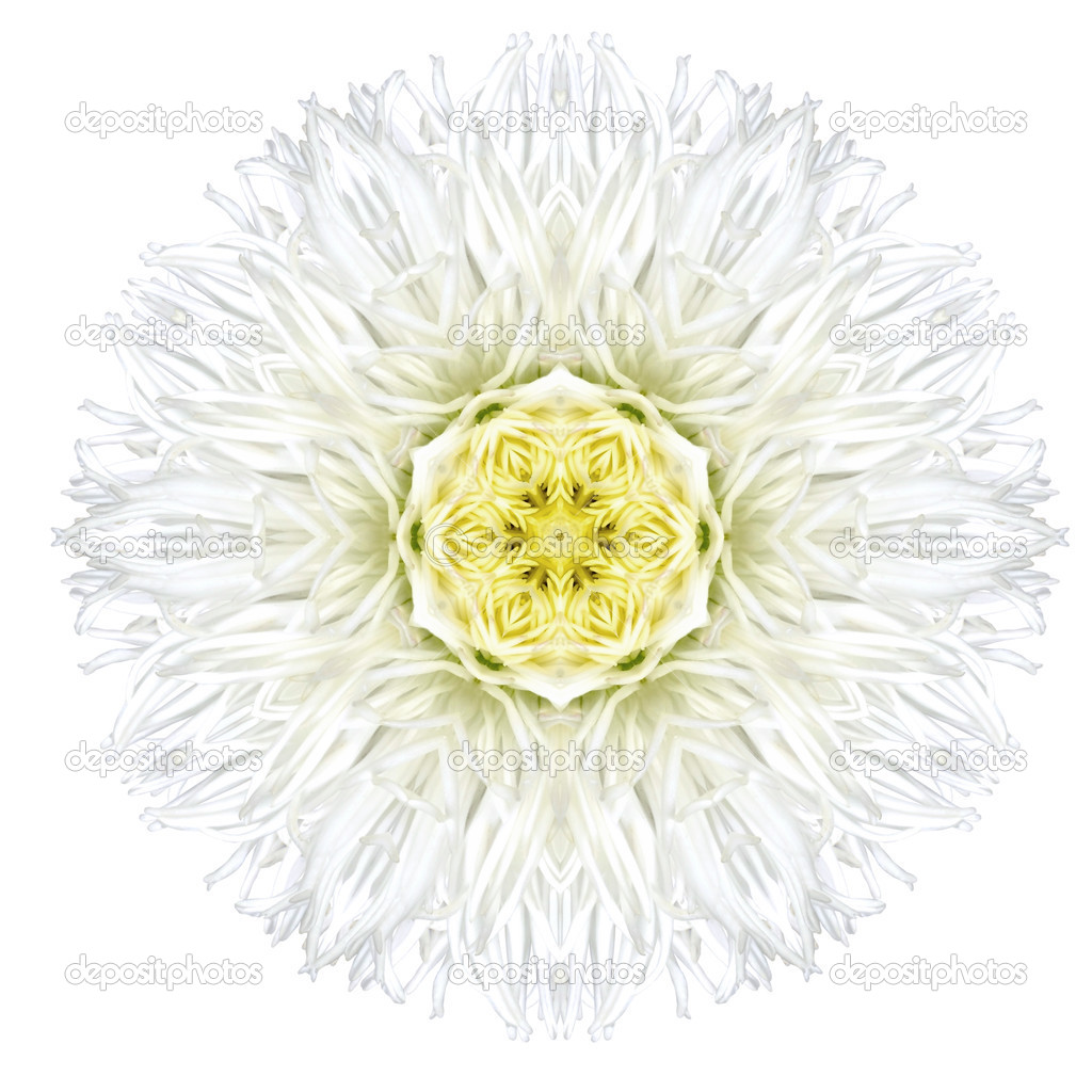 White Concentric Gerber Daisy Mandala Flower Isolated on Plain