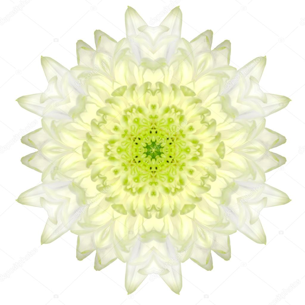 White Concentric Chrysanthemum Mandala Flower Isolated on Plain