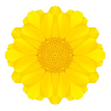 beyaz izole sarı konsantrik papatya çiçek. Mandala tasarım