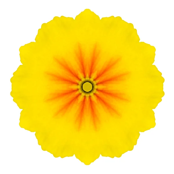 Gul koncentriska primrose blomma isolerade på vitt. Mandala design — Stockfoto