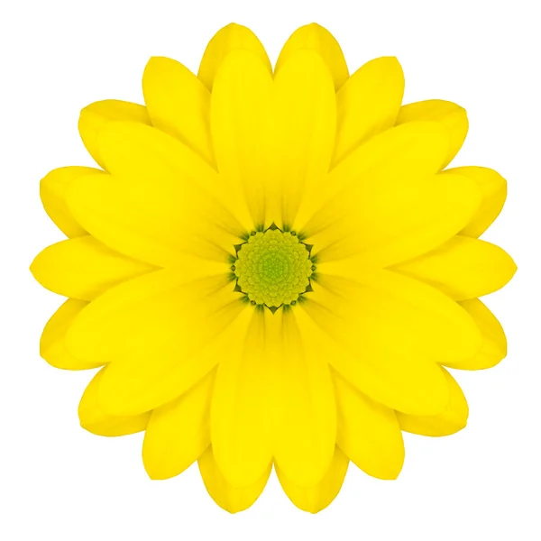 Amarelo Concentric Daisy Flor Isolado em Branco. Mandala Design — Fotografia de Stock