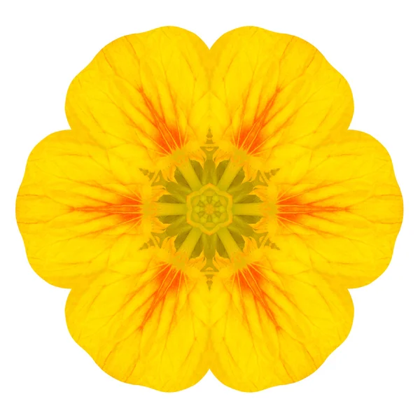 Flor de Nasturium concéntrica amarilla aislada en blanco. Diseño de Mandala — Foto de Stock