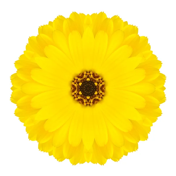 Fiore Gerbera concentrico giallo isolato su bianco. Mandala Design — Foto Stock