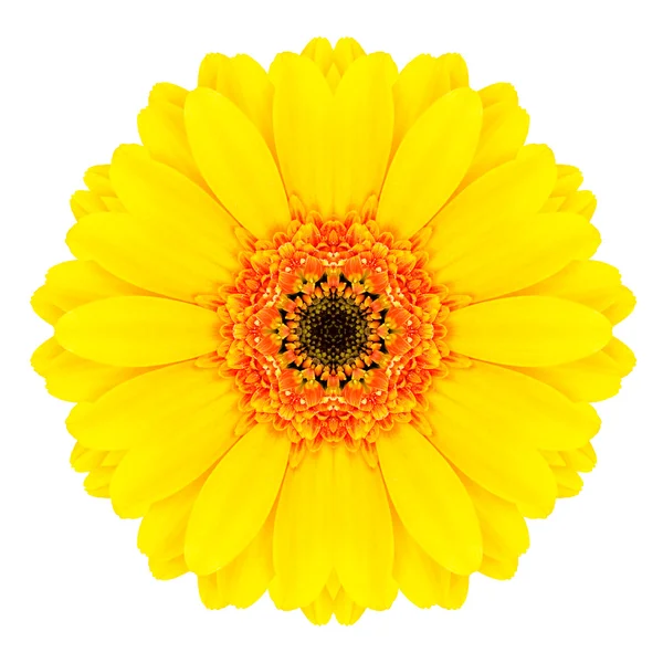 白で隔離される同心円状の黄色い gerbera の花。マンダラ デザイン — ストック写真