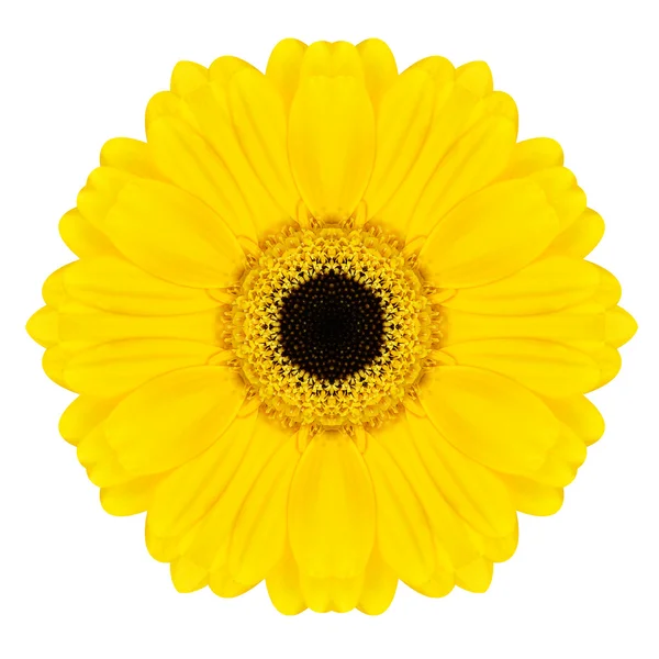 Fiore Gerbera concentrico giallo isolato su bianco. Mandala Design — Foto Stock