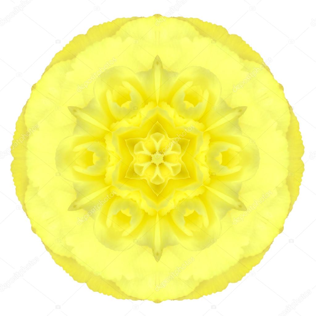 Yellow Concentric Carnation Flower Isolated on White. Mandala Design