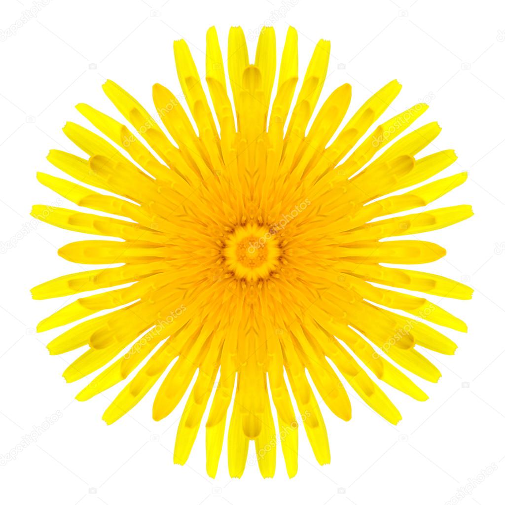Yellow Concentric Dandelion Flower Isolated on White. Mandala Design