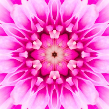 pembe konsantrik çiçek Merkezi. sürekli değişen Mandala tasarım