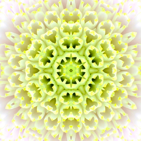 Vit koncentriska blomma center. Mandala kalejdoskopisk design — Stockfoto