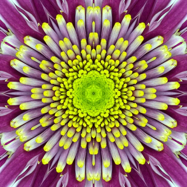 Lila koncentriska blomma center. Mandala kalejdoskopisk design — Stockfoto