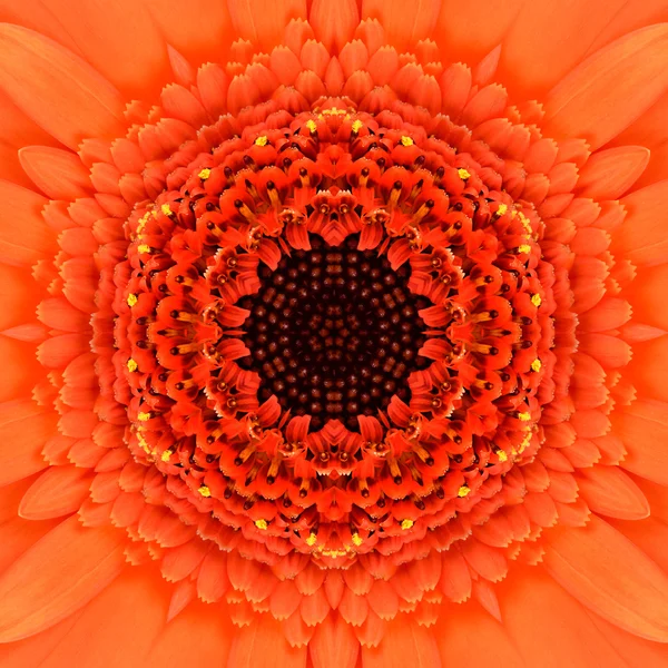 Orange koncentriska blomma center. Mandala kalejdoskopisk design — Stockfoto