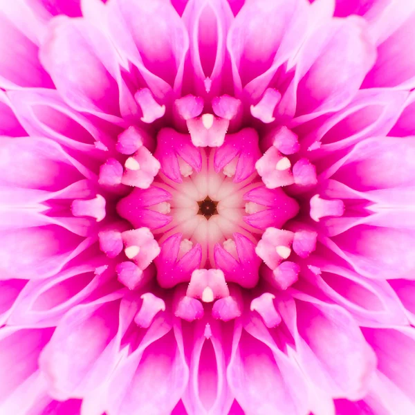 同心円状のピンクの花のセンター。マンダラ万華鏡のようなデザイン — ストック写真