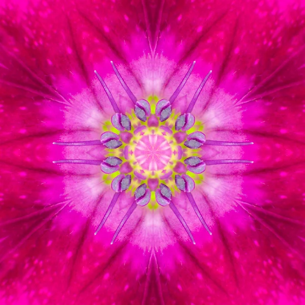Purple Concentric Flower Center. Mandala design — Stock Photo, Image