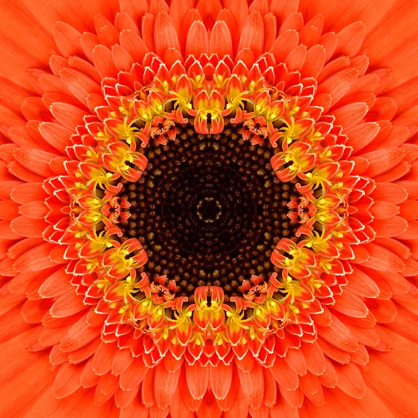 Orangefarbene konzentrische Blütenmitte. Mandala kaleidoskopisches Design — Stockfoto