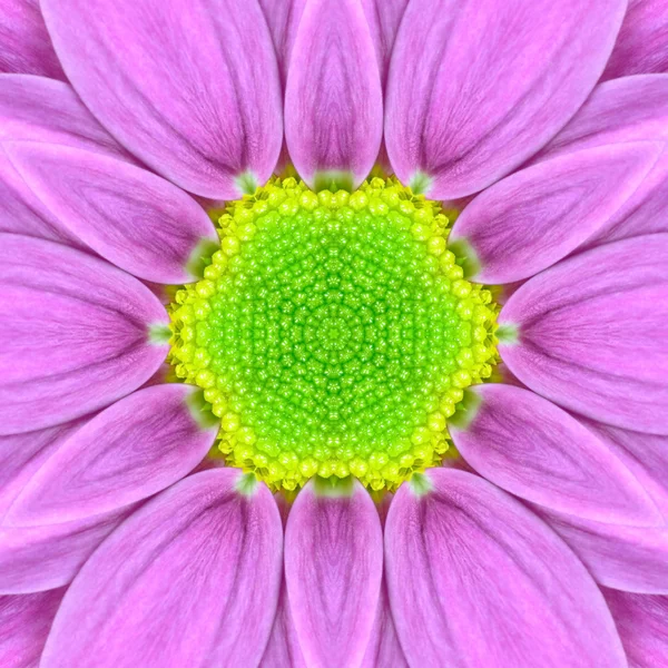 Pink Concentric Flower Center. Mandala Caleidoscopico design — Foto Stock