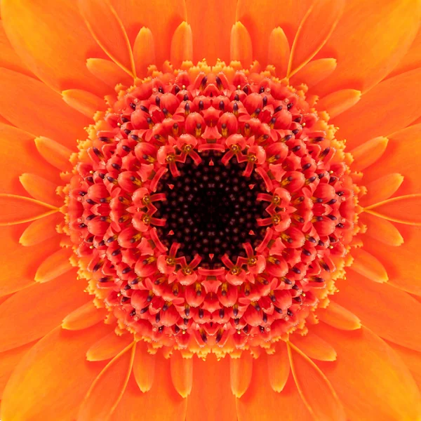 オレンジ色の同心円状の花のセンター。マンダラ万華鏡のようなデザイン — ストック写真