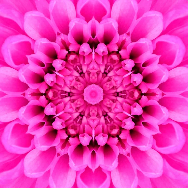 Розовый концентрический цветочный центр. Мандала Калейдоскопический дизайн — стоковое фото