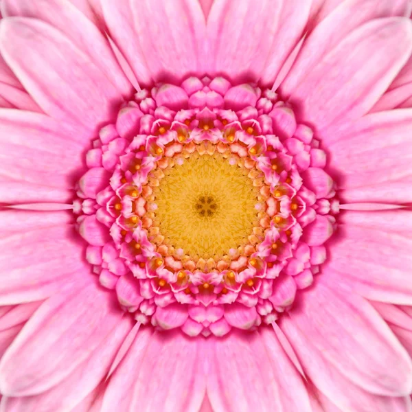 Rosa koncentriska blomma center. Mandala kalejdoskopisk design — Stockfoto