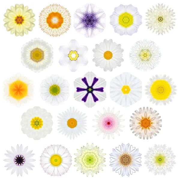 Büyük seçim üzerinde beyaz izole çeşitli konsantrik mandala çiçekler — Stok fotoğraf
