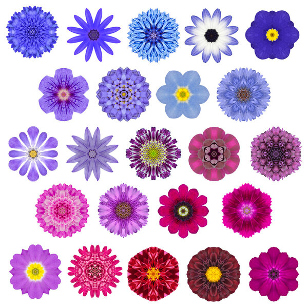 Big Selection of Various Concentric Mandala Flowers Isolated on White