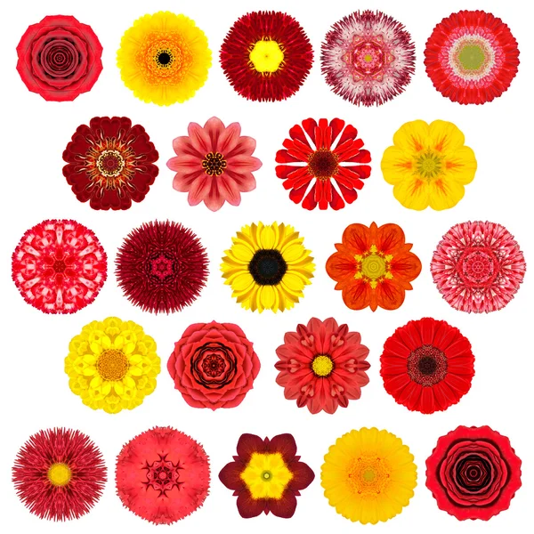 Huge Selection of Various Concentric Mandala Flowers Isolated on White — Stock Photo, Image