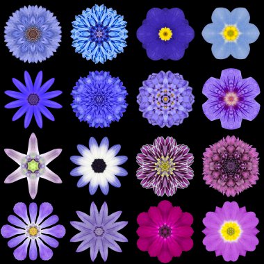siyah üzerine izole çeşitli mavi model çiçeklerin büyük koleksiyonu