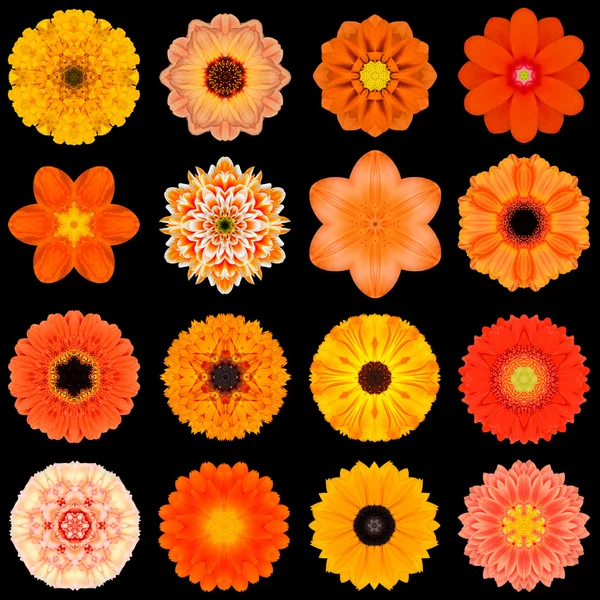 各种橙色图案花卉孤立在黑色的大集合 — 图库照片