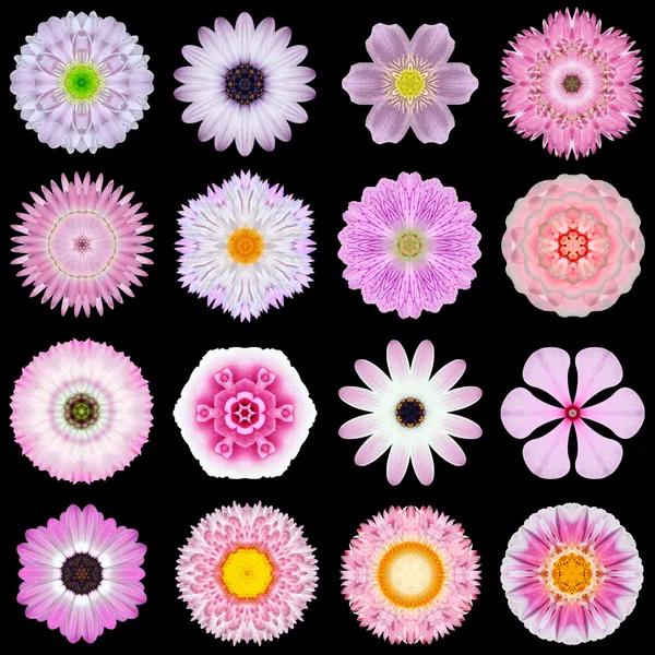 블랙에 고립 된 다양 한 핑크 패턴 꽃의 큰 컬렉션 — 스톡 사진