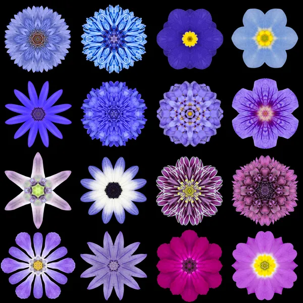 Stor samling av olika blå mönster blommor isolerade på svart — Stockfoto