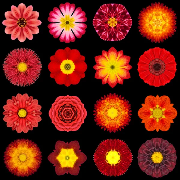 Big Collection of Various Red Pattern Flowers Isolated on Black — Stock Photo, Image