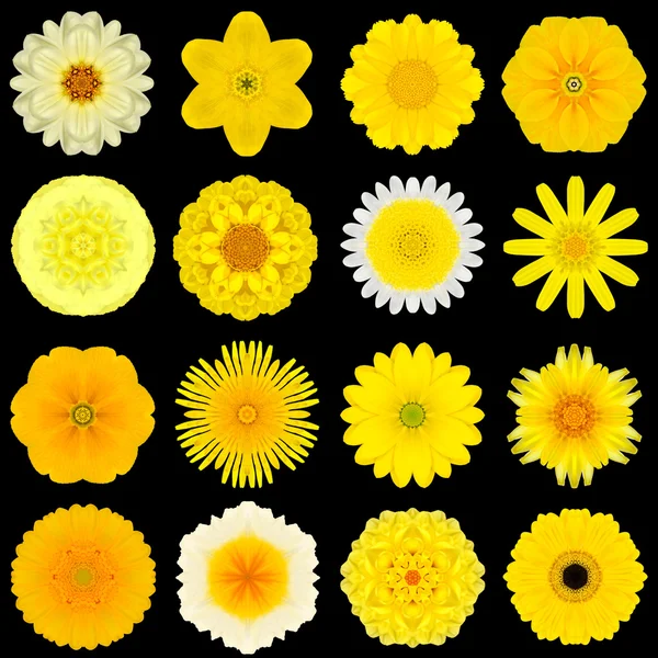 Big Collection of Various Yellow Pattern Flowers Isolated on Black — Stock Photo, Image