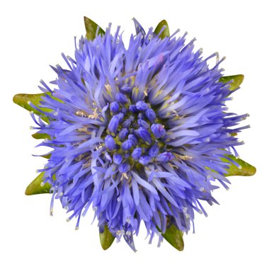 Yeşil yapraklar üzerinde beyaz izole mor aster çiçek