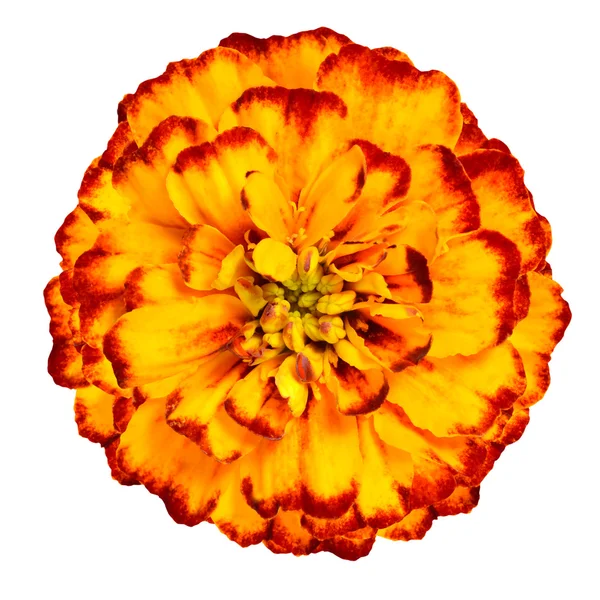 Yellow Orange marigold Flower Isolated on White Background — Stock Photo, Image