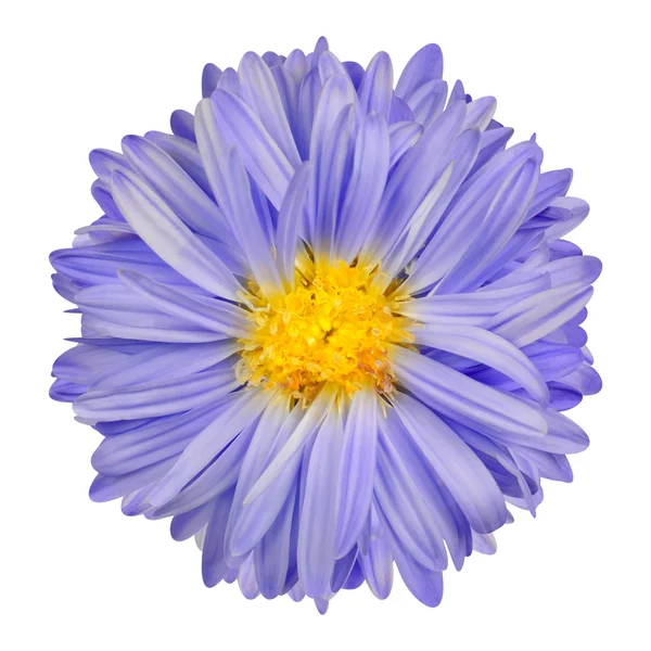 Aster viola fiore con centro giallo isolato su bianco — Foto Stock