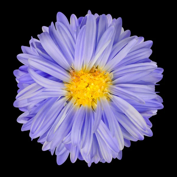 Aster viola fiore con centro giallo isolato su nero — Foto Stock