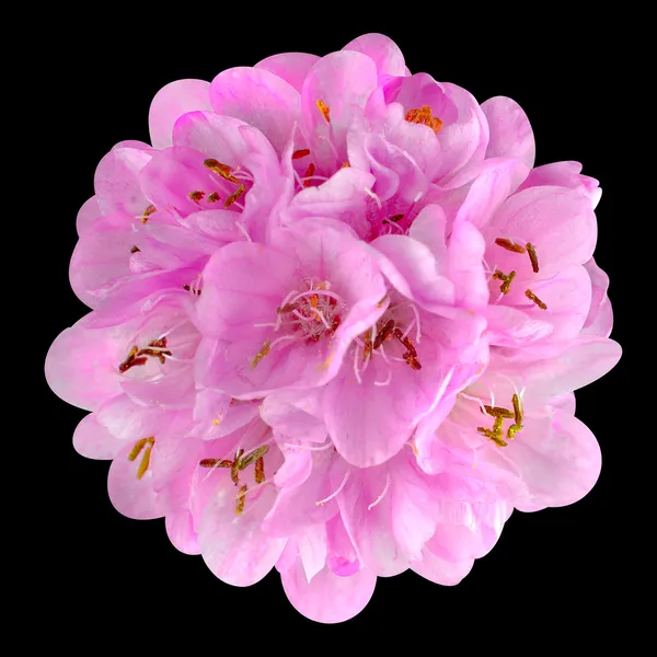 Malý růžový květ - ball dombeya izolované na černém pozadí — Stock fotografie