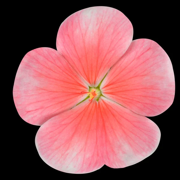 Pink Periwinkle Flower Isolated on Black — Stock Photo, Image
