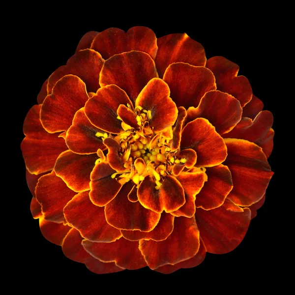 Flor de calêndula laranja vermelha isolada no fundo preto — Fotografia de Stock