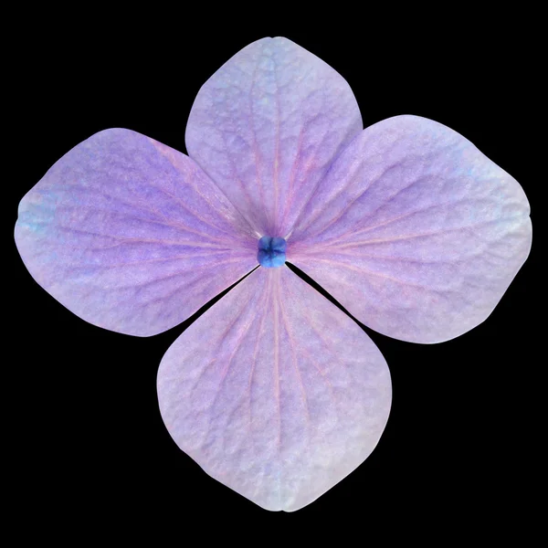 Flor de hortensias púrpura única aislada en negro —  Fotos de Stock