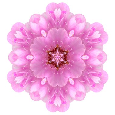 sürekli değişen topu dombeya çiçek mandala izole
