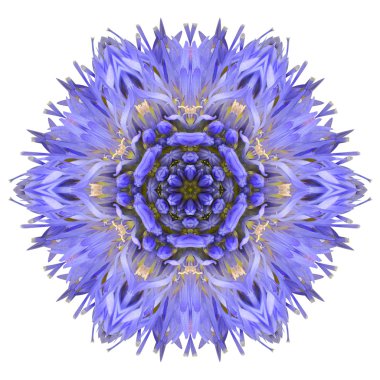 beyaz izole mavi cornflower mandala çiçek çiçek Dürbünü