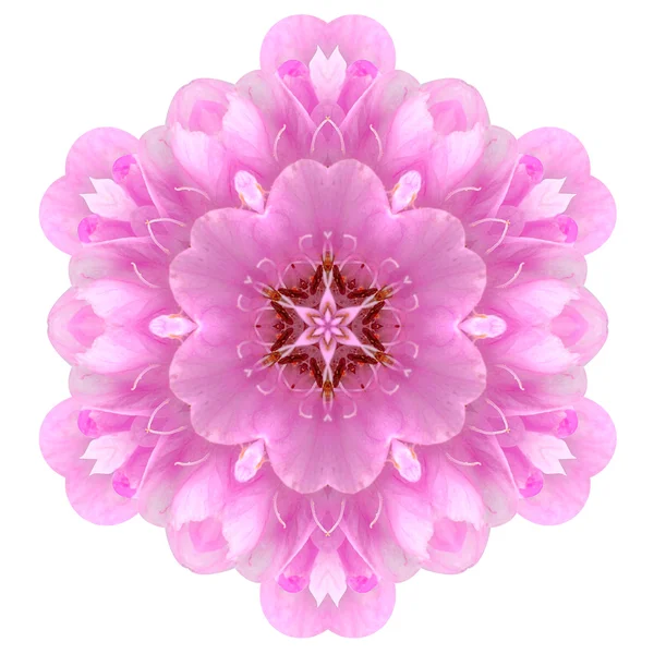 Kaleidoskopische Kugel dombeya Blume Mandala isoliert — Stockfoto