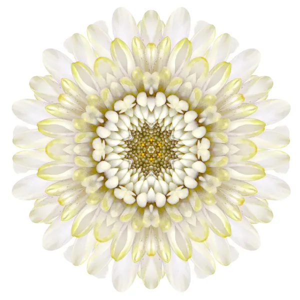 Crisotemo bianco Mandala Flower Caleidoscopico isolato su bianco — Foto Stock