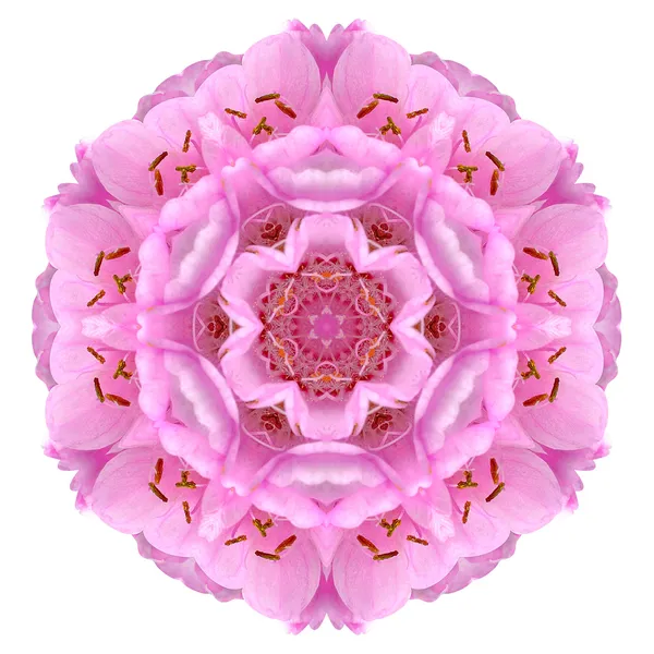Caleidoscopische bal dombeya bloem mandala geïsoleerd op wit — Stockfoto