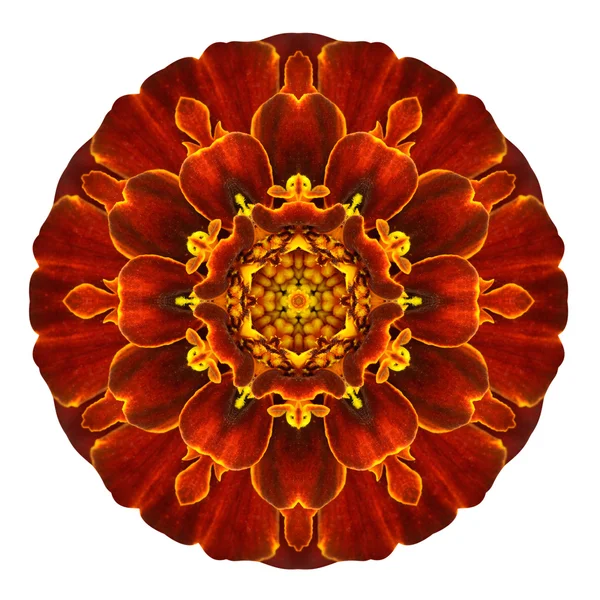 Красный концентрический цветок Мэриголд Мандала, выделенный на белом — стоковое фото