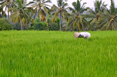 rice pirinç alan işçi