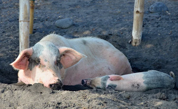 Granja de cerdo con un lechón descansando en un barro —  Fotos de Stock