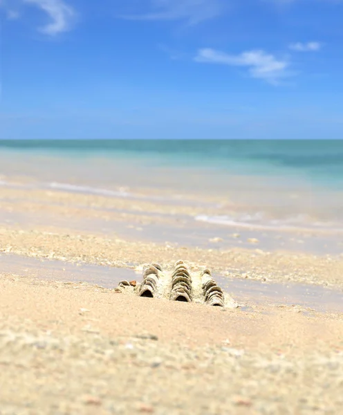 Mavi gökyüzü ile kumlu plajında deniz kabuğu — Stok fotoğraf
